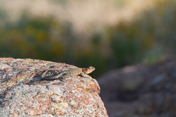 Eastern Collared Lizard 