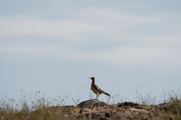 Greater Roadrunner 