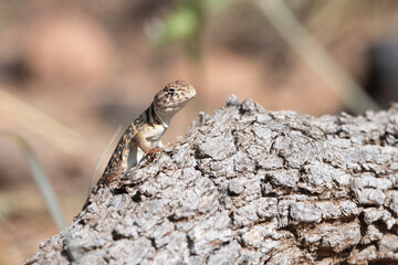 Eastern Collared Lizard 