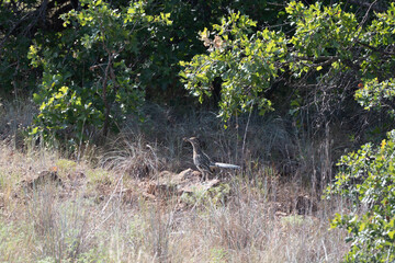 Greater Roadrunner 