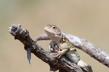 Eastern Collared Lizard 