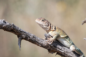 Eastern Collard Lizard 