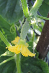 A close-up of a growing baby cucumber with a yellow flower at the end of the cucumber, green leaves