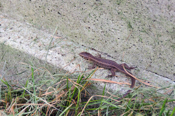 A wild sand lizard on a concrete block next to green grass