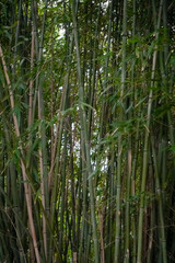 Green bamboo forest in a botanical park in Dortmund, NRW, Germany