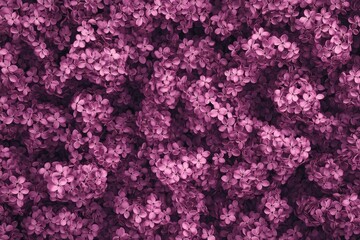 Blooming Lilacs: A Refreshing Sight of Spring Flowers in a Blossoming Garden