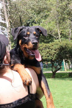 Cachorro: perrito, cr&iacute;a, animalito, beb&eacute; de perro | puppy, young dog, pup
Perro: can, canino, mascota, amigo fiel | dog, canine, hound
Parque: jard&iacute;n, &aacute;rea verde, zona de recreo, parque recreativo | p