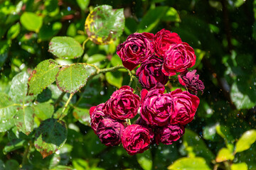 red rose in garden