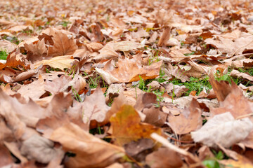 autumn leaves