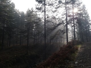 Obraz premium Forest trees letting a glimpse of sunlight