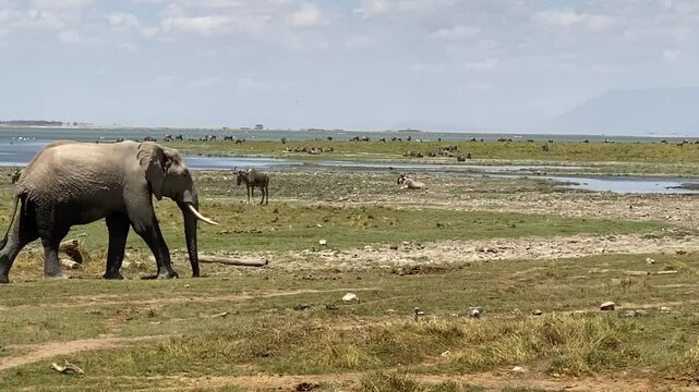 Safari 