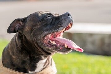 Portrait of dog. One brindle and white staffordshire terrier.  Mixed breed. Amstaff, stafford.