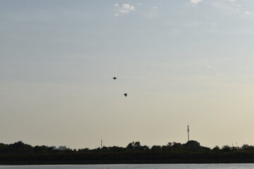 Aves en el cielo