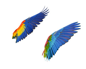 Obraz premium wing of macaw isolated on white background. This has clipping path.