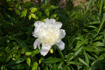 Beautiful white peony illuminated by the sun against a background of green leaves