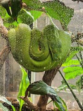 Green Snake