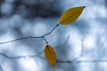 Obraz premium Two autumn leaves on a branch, on a blue background.