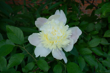 Beautiful white peony close-up against a background of green leaves