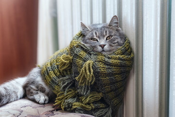 Funny cat in a knitted scarf warming up near the heating radiator.  cat getting ready for winter, wrapped in woolen clothing. A gray cat in a scarf indoors. Tired cat resting at home. Pets.