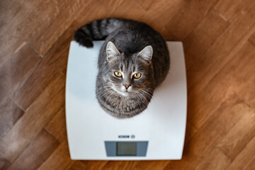 Funny cat standing on the scale. Photo of a cat's paws standing on a measuring scale. Cute tabby...