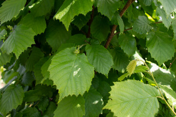 Green leaves of hazel tree illuminated by the sun in the garden in summer