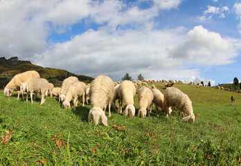 sheep grazing on the grass in the middle of a field photographed with a wide angle lens