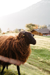Obraz premium A grazing brown sheep in Switzerland