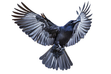 Obraz premium Black crow isolated on transparent background