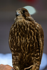 Doha, Qatar on September 12, 2024: A hawk during the eighth edition of Katara International Hunting and Falcons Expo 2024 at Katara Cultural Village. 