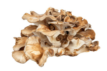 Close-up of fresh brown oyster mushrooms in a cluster, isolated on a transparent background. Cut out or PNG.