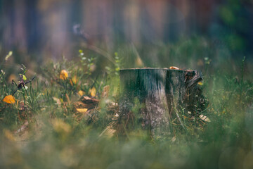 Autumn in the forest	