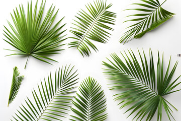 Obraz premium Lush green palm leaves display intricate textures with natural elegance isolated on white background