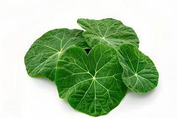 Obraz premium Pumpkin leaves display veins and green color isolated on white background