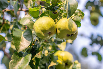 A bunch of pears in the tree, healthy food