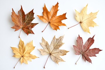 Autumn Leaves in Vivid Colors