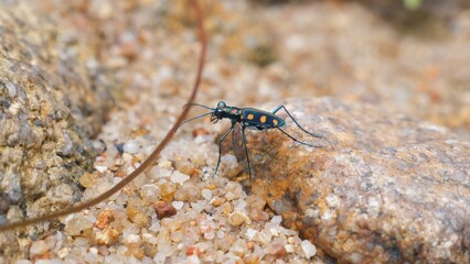 Spotted beetle on rocky terrain with sandy grains, close-up view. Blue spotted tiger beetle