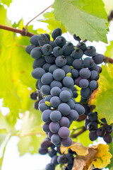 Red wine grapes on a vine in a vineyard