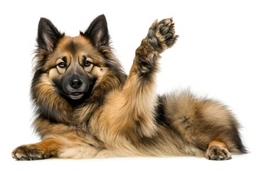 Playful Dog with Raised Paw