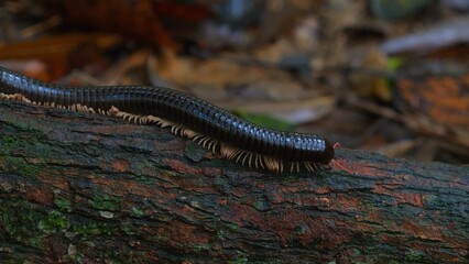Millipede crawling on tree bark in forest setting with fallen leaves in background.