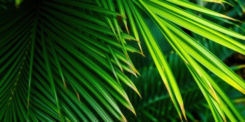 Close up of a tropical green palm leaf showcasing its intricate texture, close up, green, palm