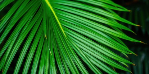 Close up of a vibrant green palm leaf texture, showcasing its natural tropical beauty, palm leaf, plant, close up