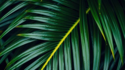 Close up of a vibrant green palm leaf with a natural tropical texture, tropical, detail, exotic