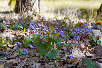 Group of Kidneywort flowers growing next to a pond with green leafs and sunny background