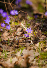 Common Hepatica, Liverwort, Kidneywort or Pennywort group in the sunlight in the forest