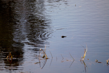 Frogs head peaking out of the water while it is calmly swimming in a pond