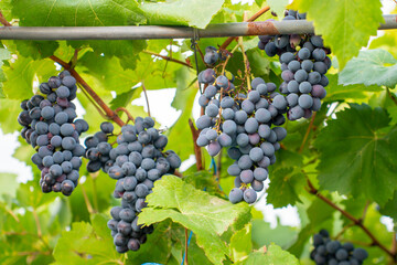 Red wine grapes on a vine in a vineyard