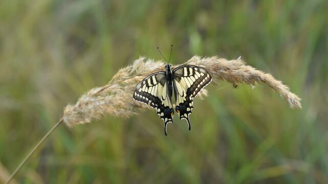 The wind shakes the dry grass and the swallowtail butterfly that sits on it.