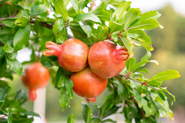 Red ripe pomegranate fruit on tree branch in the garden
