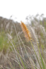 Close up of an pennisetum fountain grass