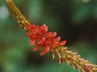 A black ant on a red flower
